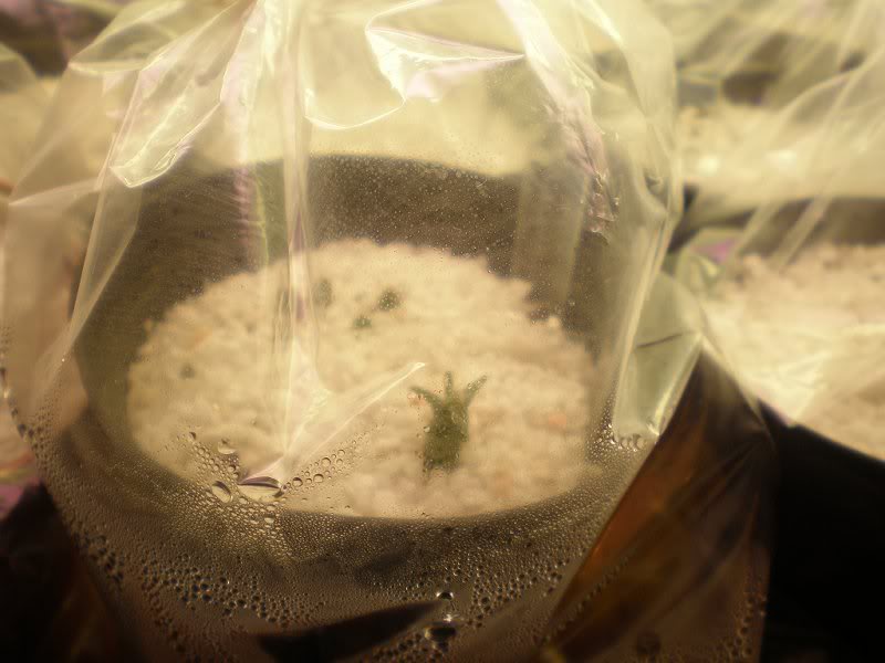 germinatoio & nascite 2