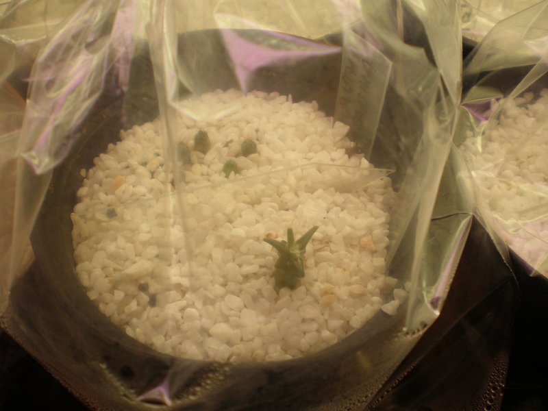 germinatoio & nascite 3