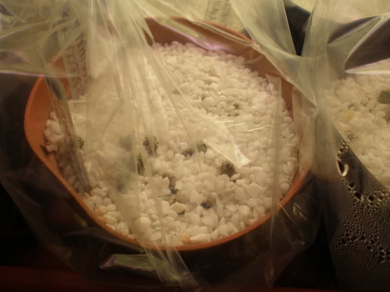 germinatoio & nascite 4