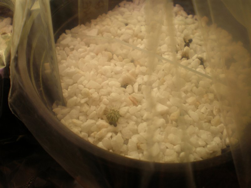 germinatoio & nascite 5