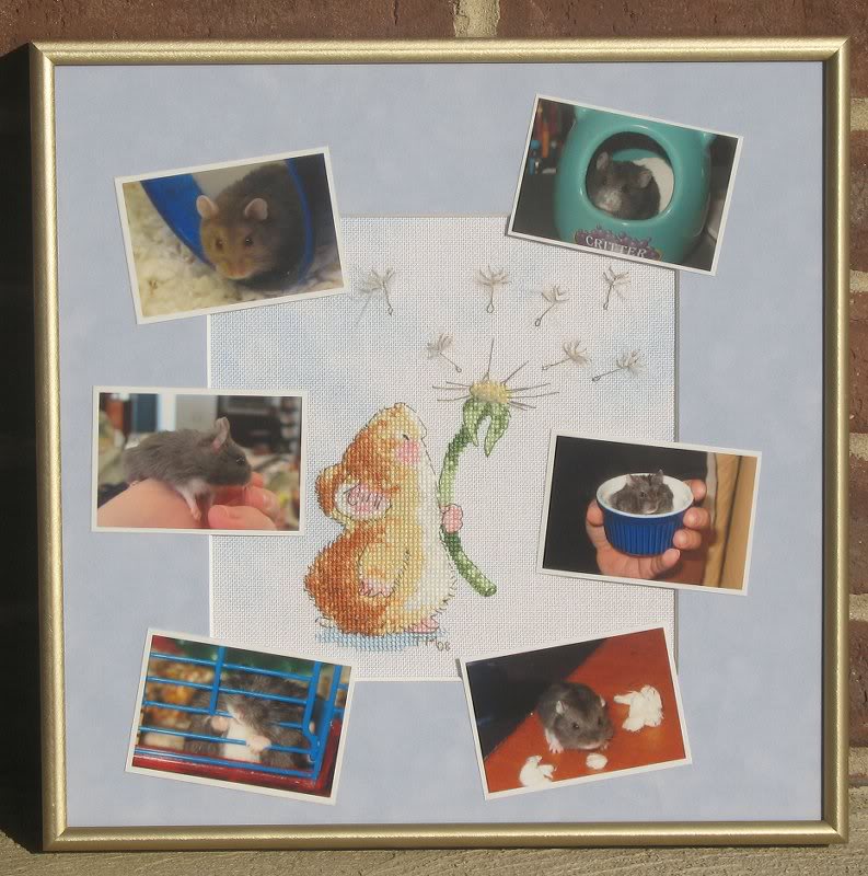 Dandelion Clock framed