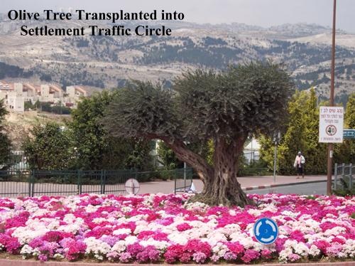 0564_MovedOlive Tree_MaaleAdumi m