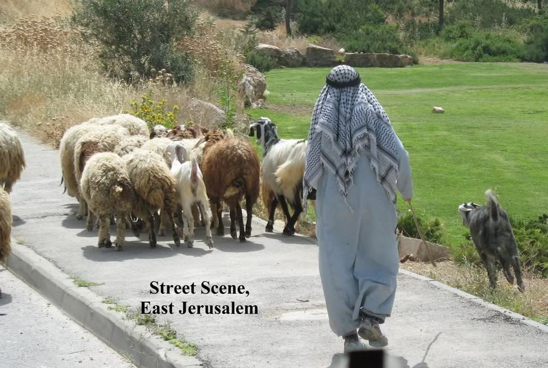 3727ArabShepher d&Sheep