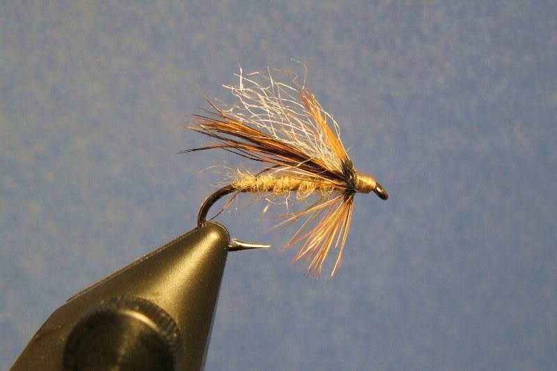 Diving Caddis