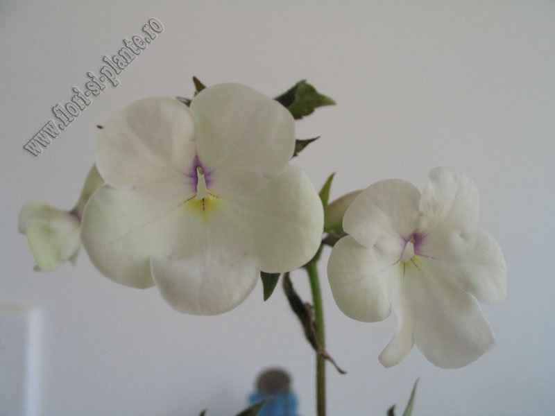 Achimenes Snow Surprice