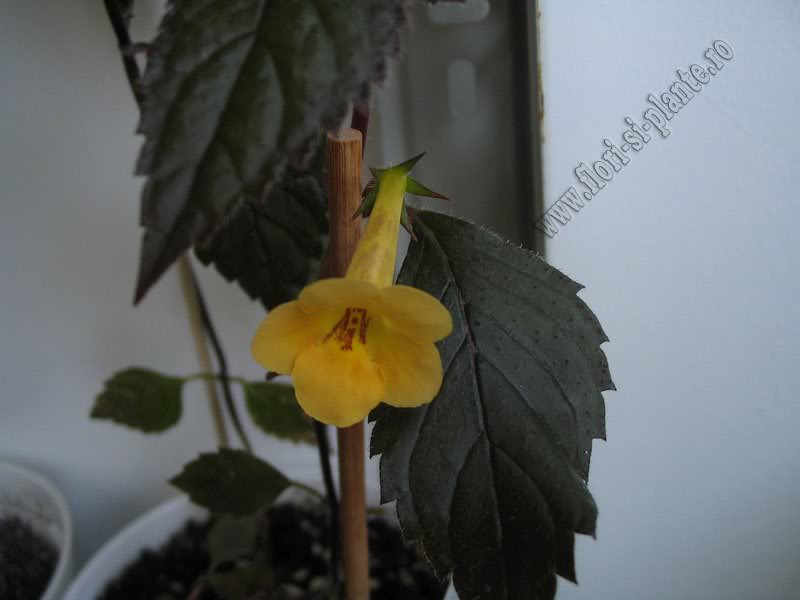 Achimenes Yellow beauty 1