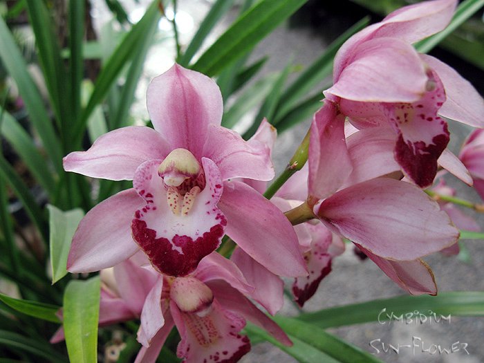 0083cymbidium