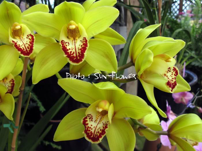 0084cymbidium