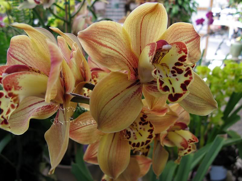 0093cymbidium