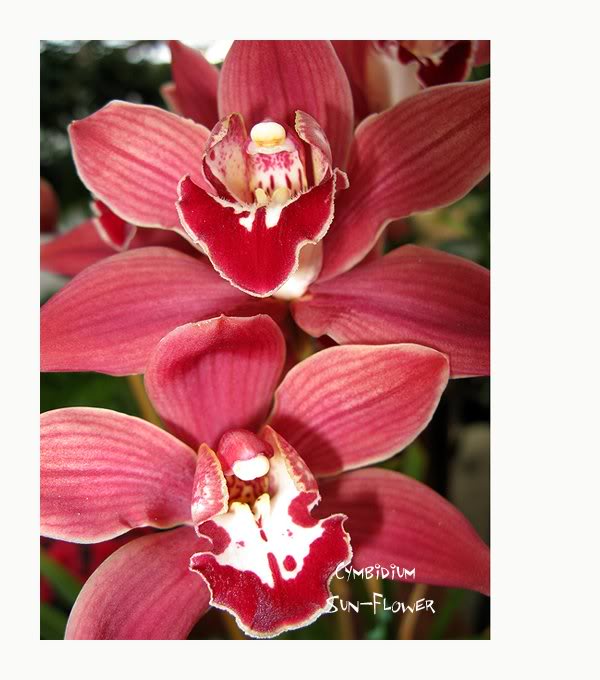 0103cymbidium