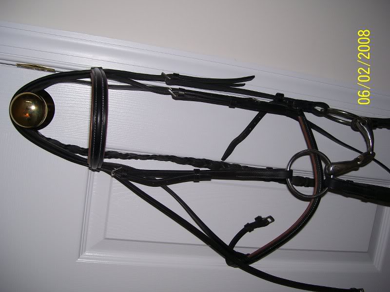 courbette bridle