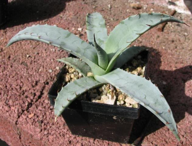 agavae potatorum
