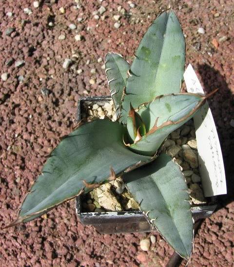 agave titanota