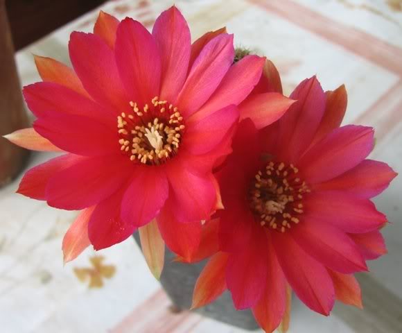 chamaecereus rosso bordato violeto