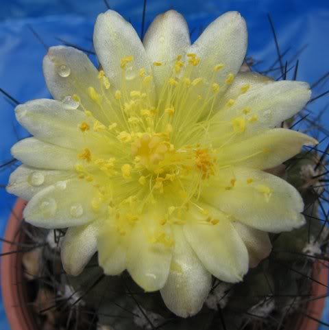 copiapoa
