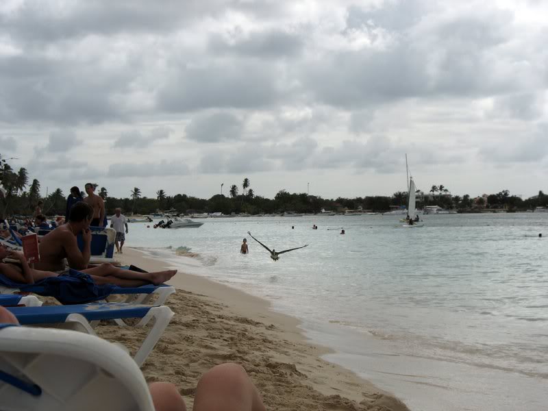 incoming pelican_7727