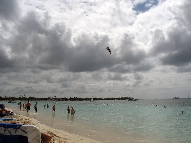 pelican seeing an opportunity_774 6