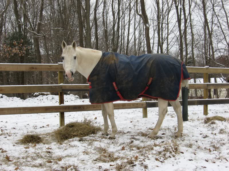 Rocky the happy retiree