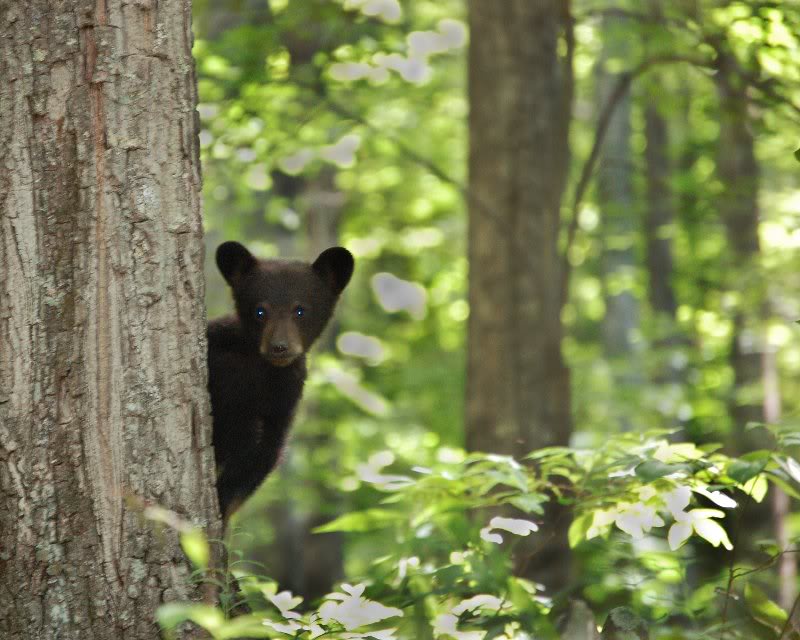 bear at pigeon forge2