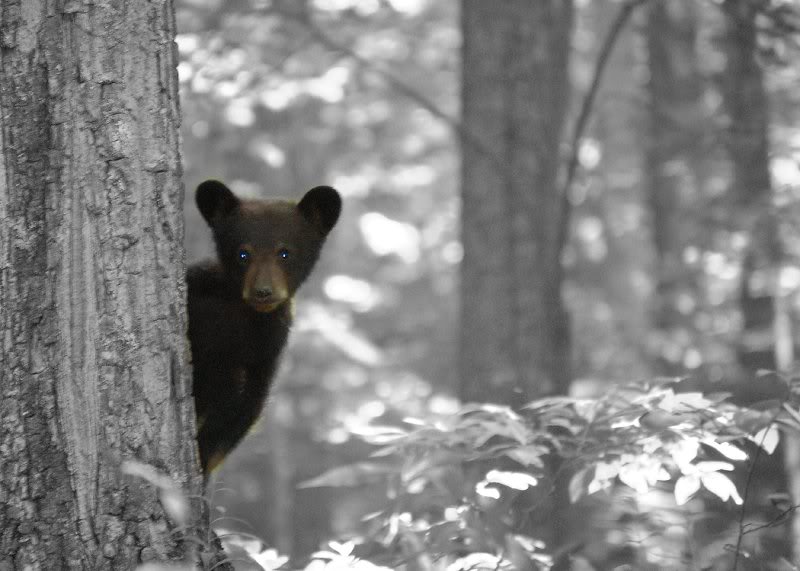 bear in bw