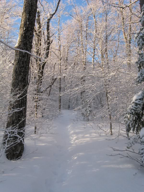 Sun Reflecting off Ice-Coated Branches