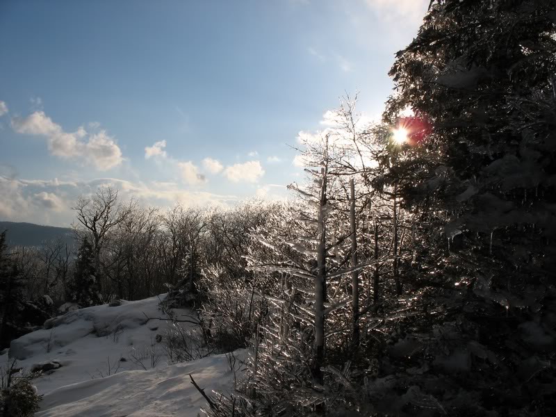 ice on trees through the sun