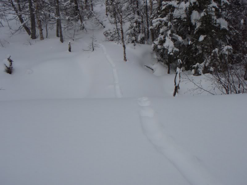 Otter track in the snow