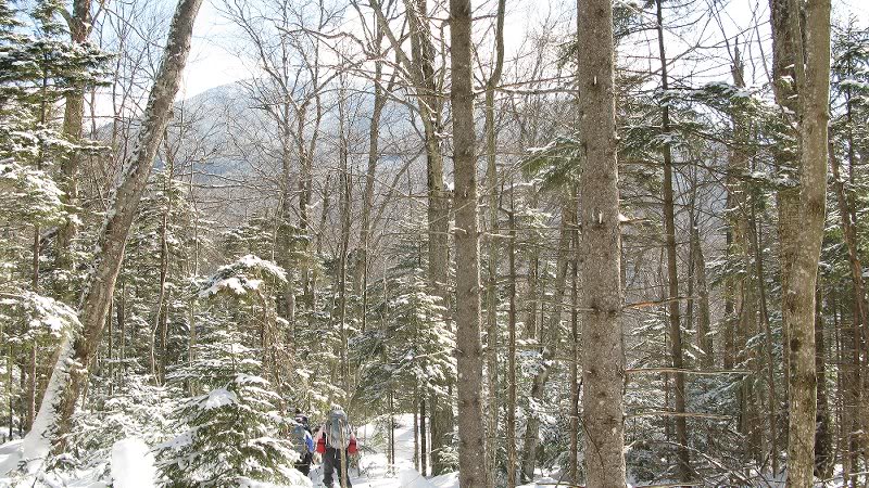 Hmmmmmmm...the trail is here somewhere