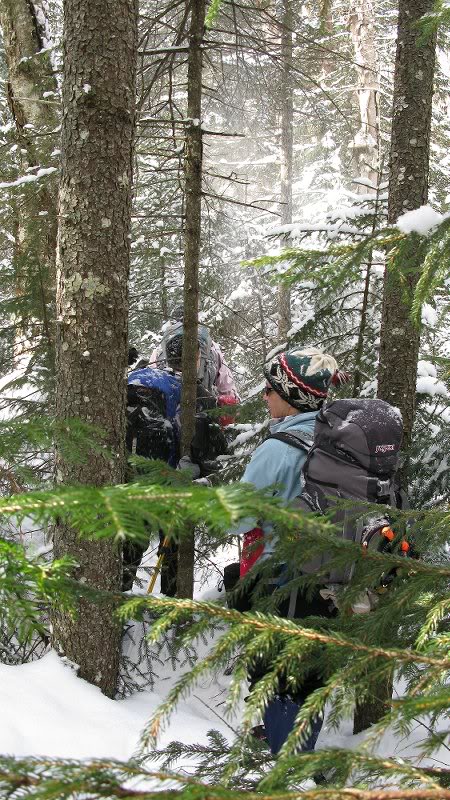 Wandering around the forest