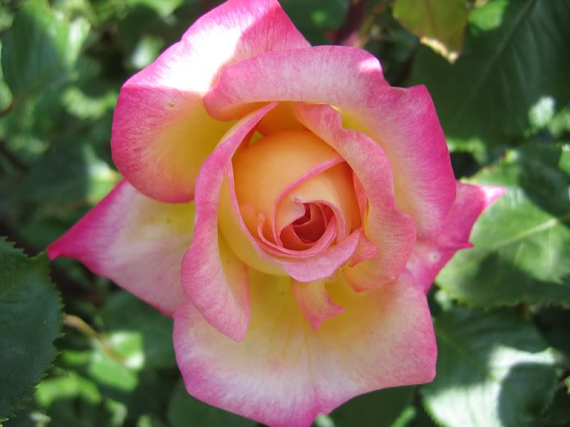 rose buds - gonca guller 1101