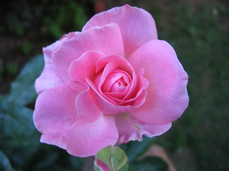 rose buds - gonca guller 1102