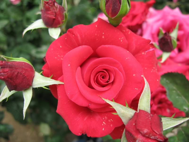 rose buds - gonca guller 1103