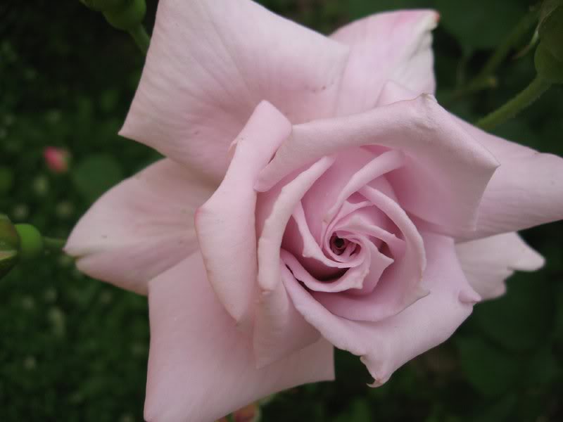 rose buds - gonca guller 1107