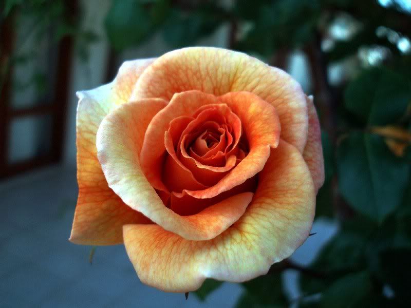 rose buds - gonca guller 1108