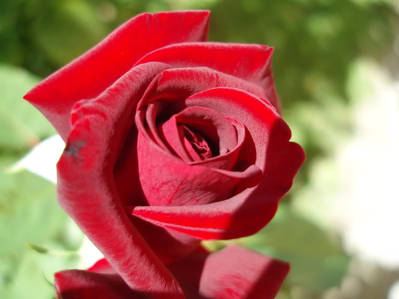 rose buds - gonca guller 1109