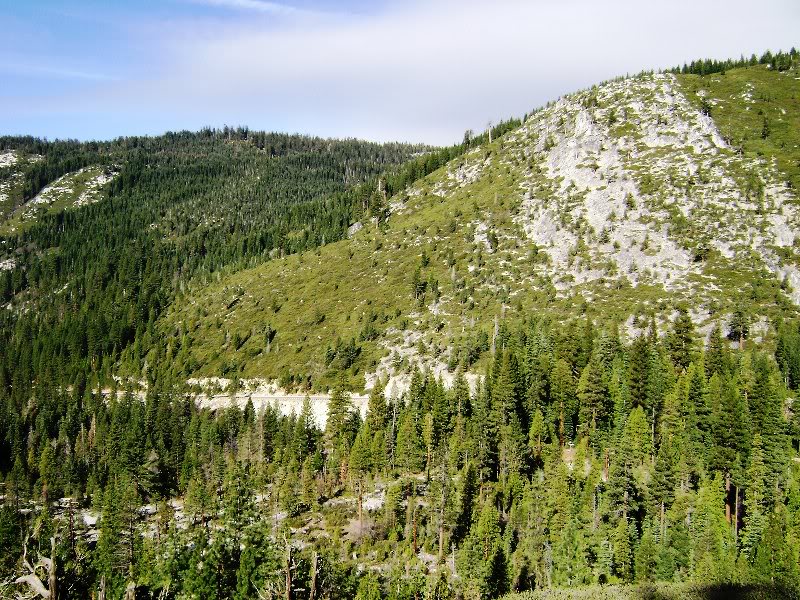 Pine trees n the moutains