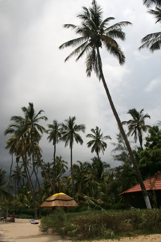 Cocoteros des Mussulo island