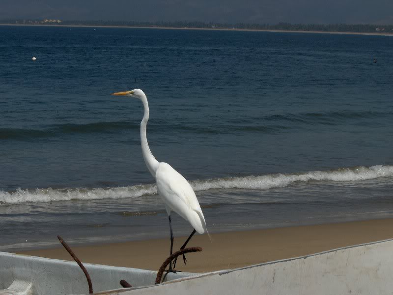 barra de potosi 2008