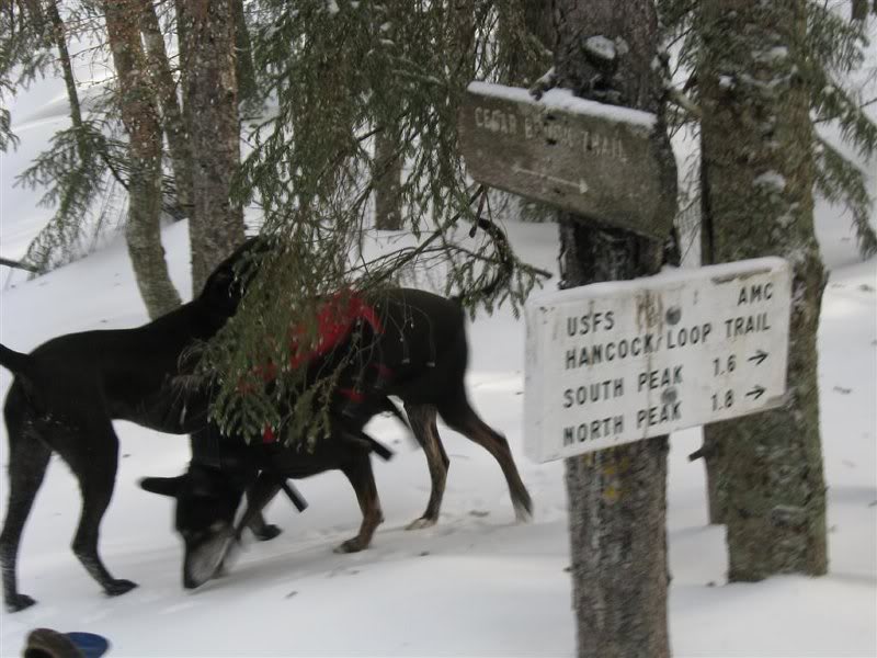 Beginning of the Hancock Loop Trail