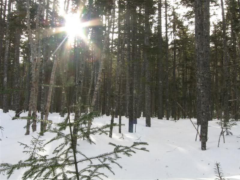 Open woods along Hancock Notch Trail
