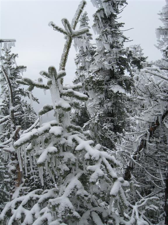 Real icicles on these Christmas Trees