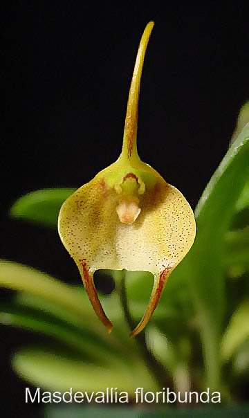 Masdevallia floribunda