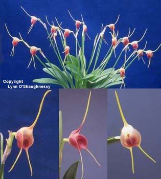 Masdevallia infracta