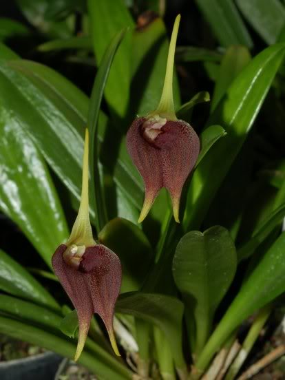 Masdevallia kuhniorum