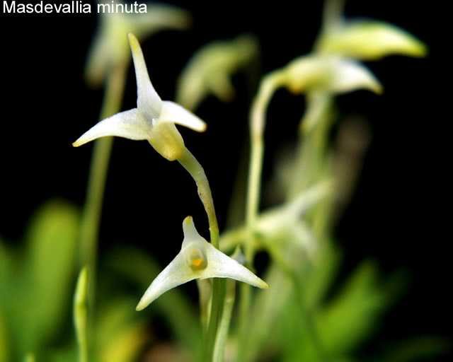 Masdevallia minuta