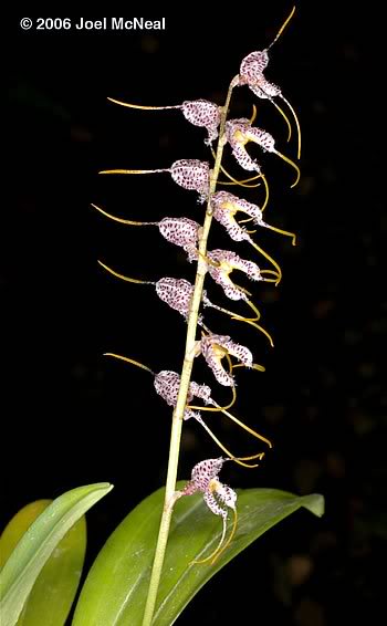 Masdevallia polysticta