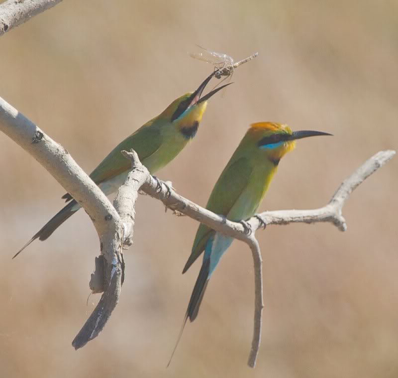 Pair bee eaters