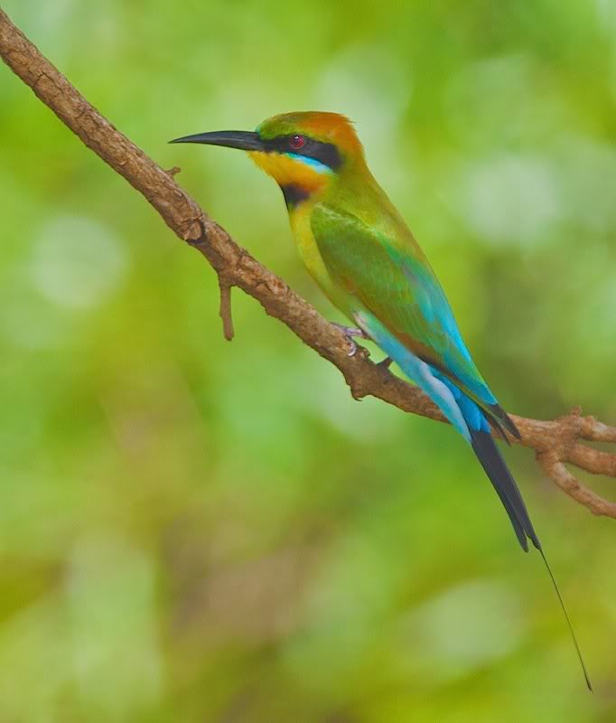 Rainbow Bee Eater