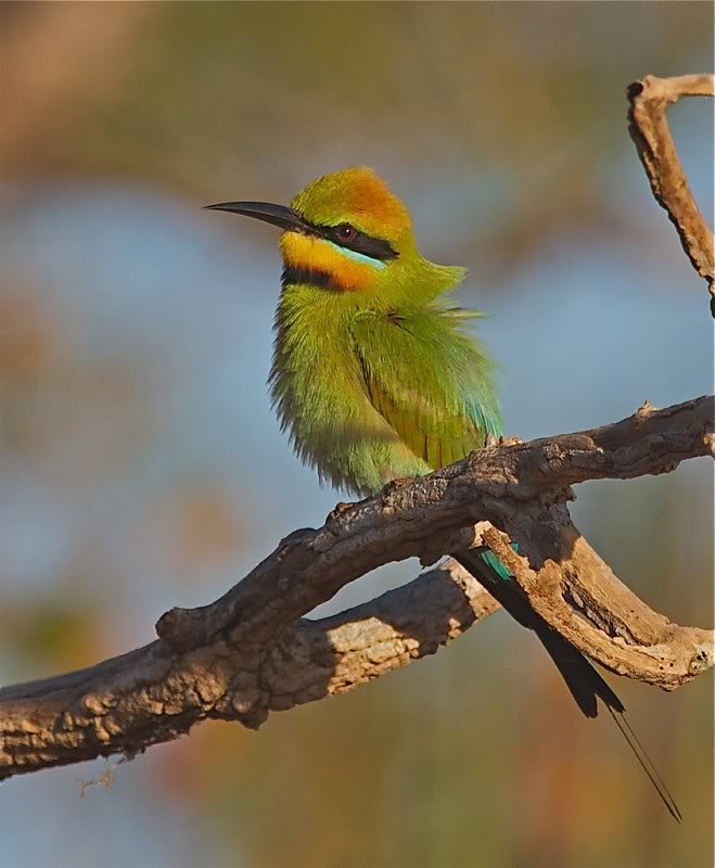 Rainbow Bee-eater