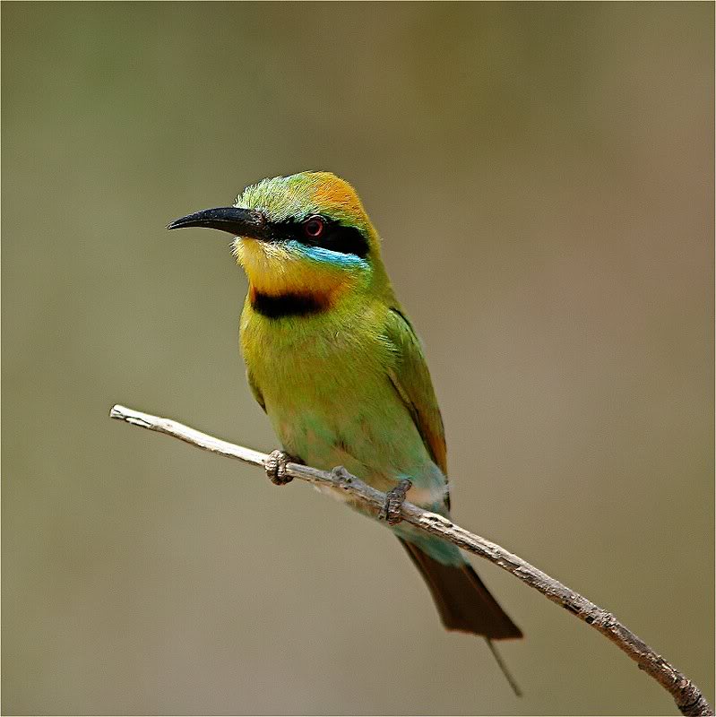 Rainbow bee eater
